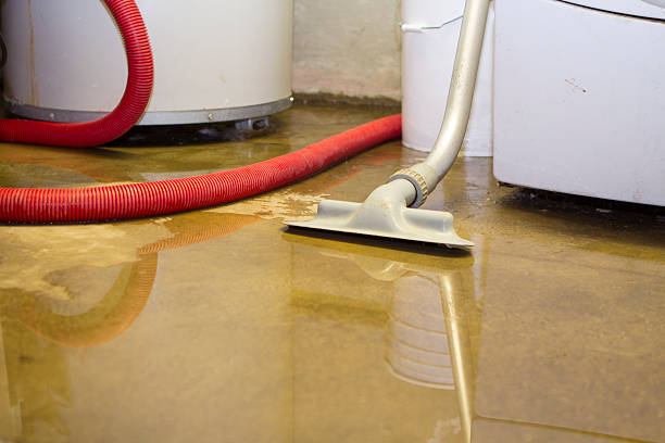 Best Mold removal after water damage  in Linden, AZ
